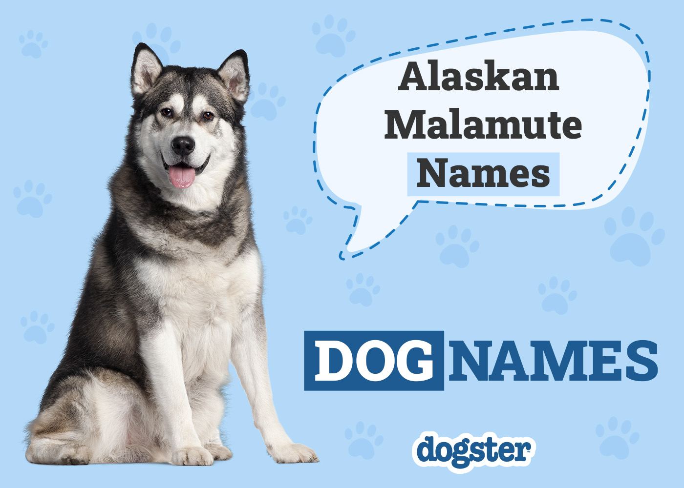 200 Alaskan Malamute Names for Your Perfect Pup