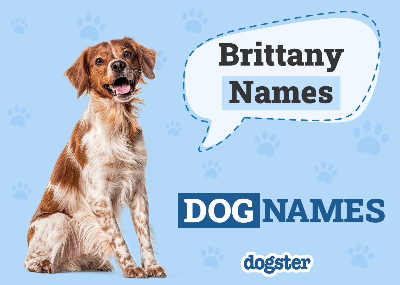 130+ Brittany Dog Names: Popular & Unique Ideas