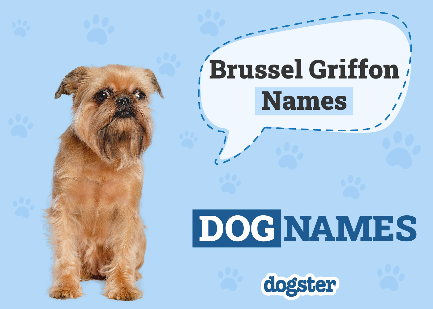325+ Popular & Unique Brussels Griffon Names: Ideas for Cute and Quirky Dogs