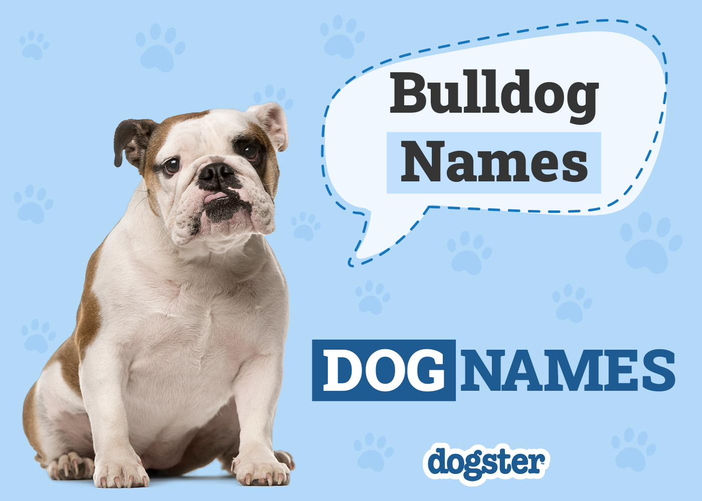150+ Bulldog Names: Bold, Beautiful & Best Ideas for Your Bulldog