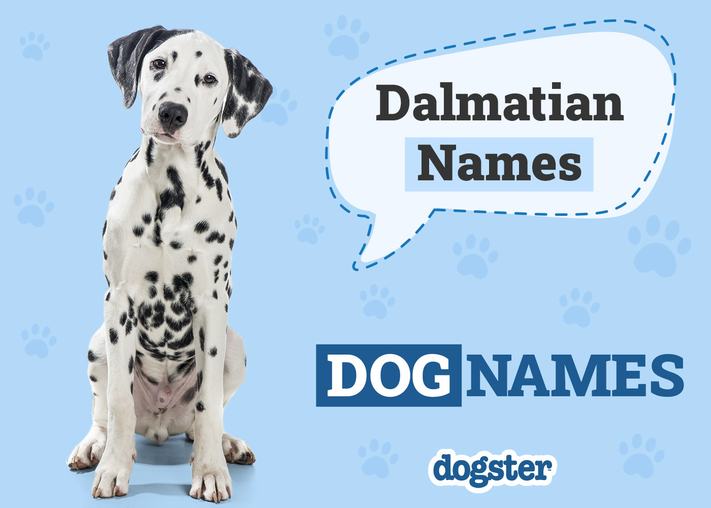 130+ Popular & Unique Dalmatian Names