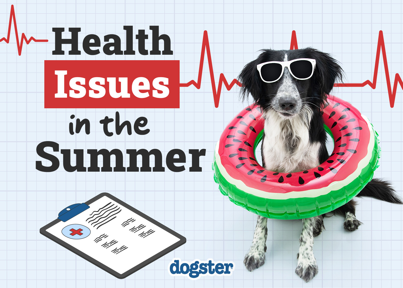 Health Problems for Dogs In the Summer: 12 Vet-Verified Issues & How to Help