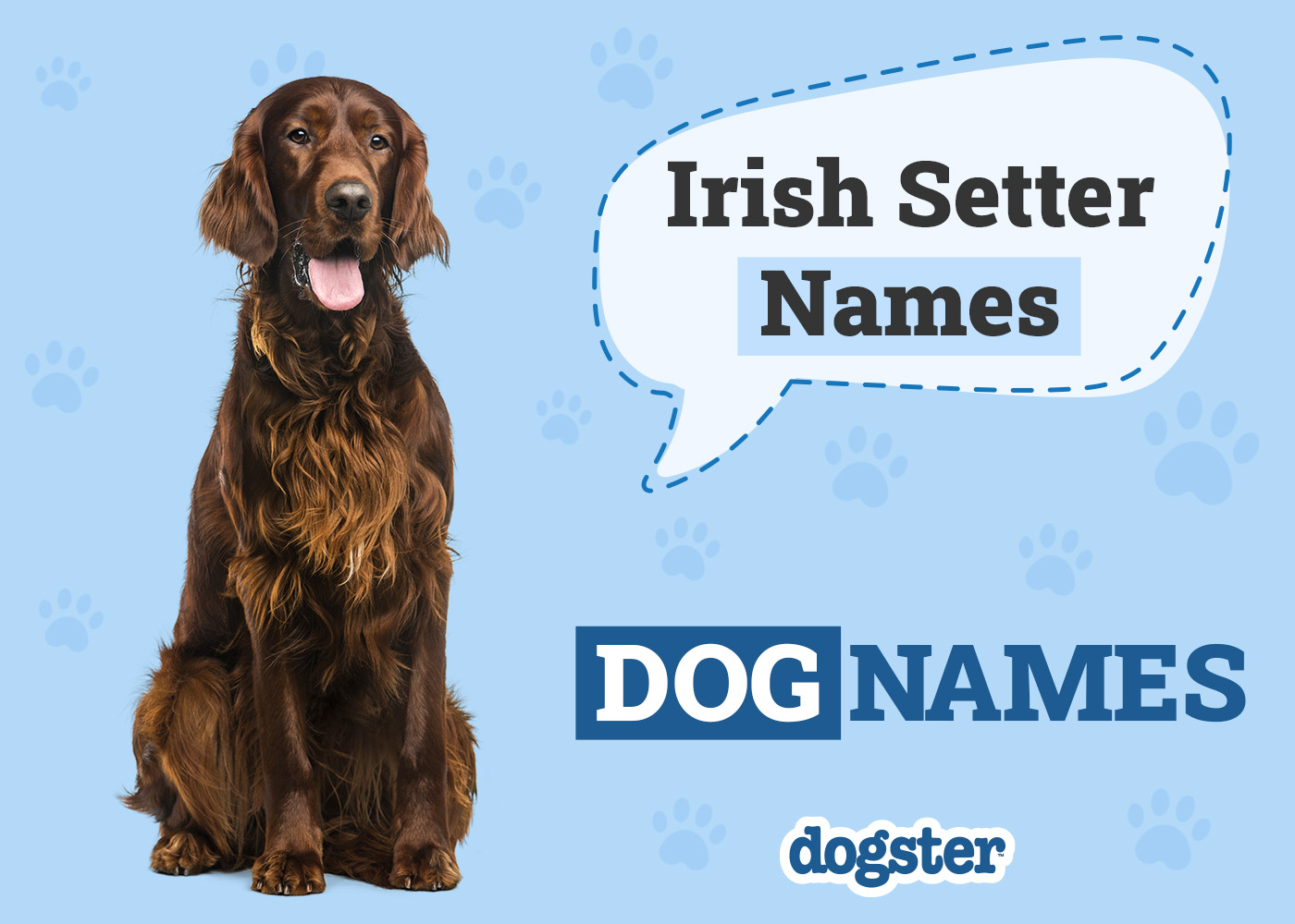 150+ Irish Setter Names: Unique, Popular & Best Ideas