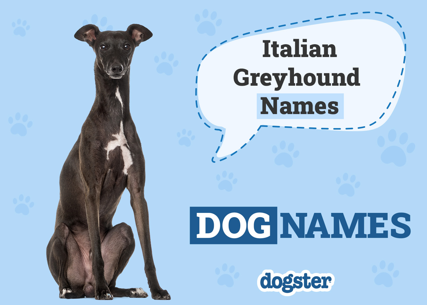 250+ Popular & Unique Italian Greyhound Names