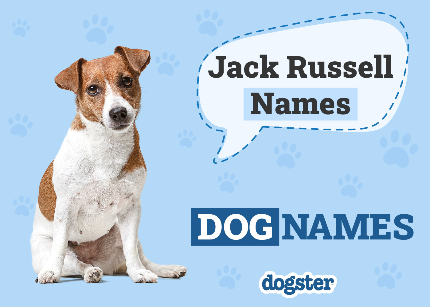 250+ Popular & Unique Jack Russell Terrier Names