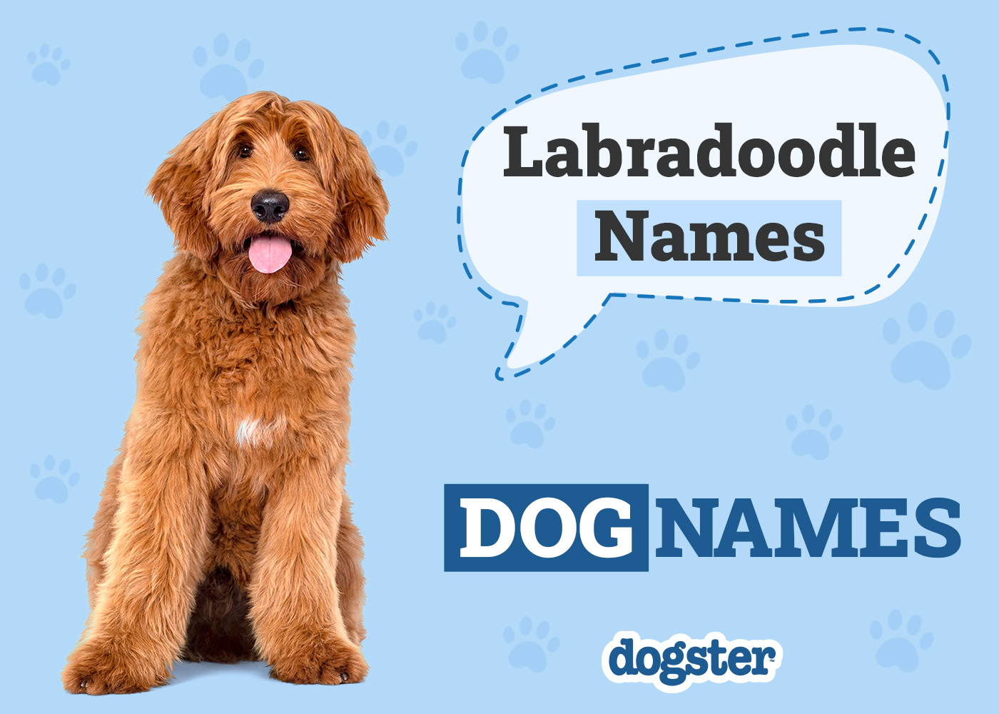 179 Awesome Labradoodle Names for Your Curly Friend