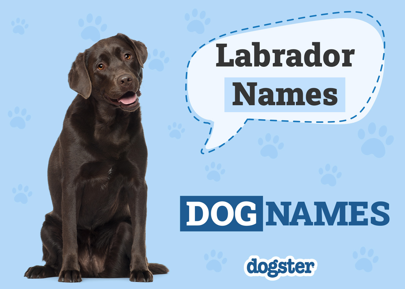 150+ Labrador Retriever Names: Popular & Unique Lab Names 2026