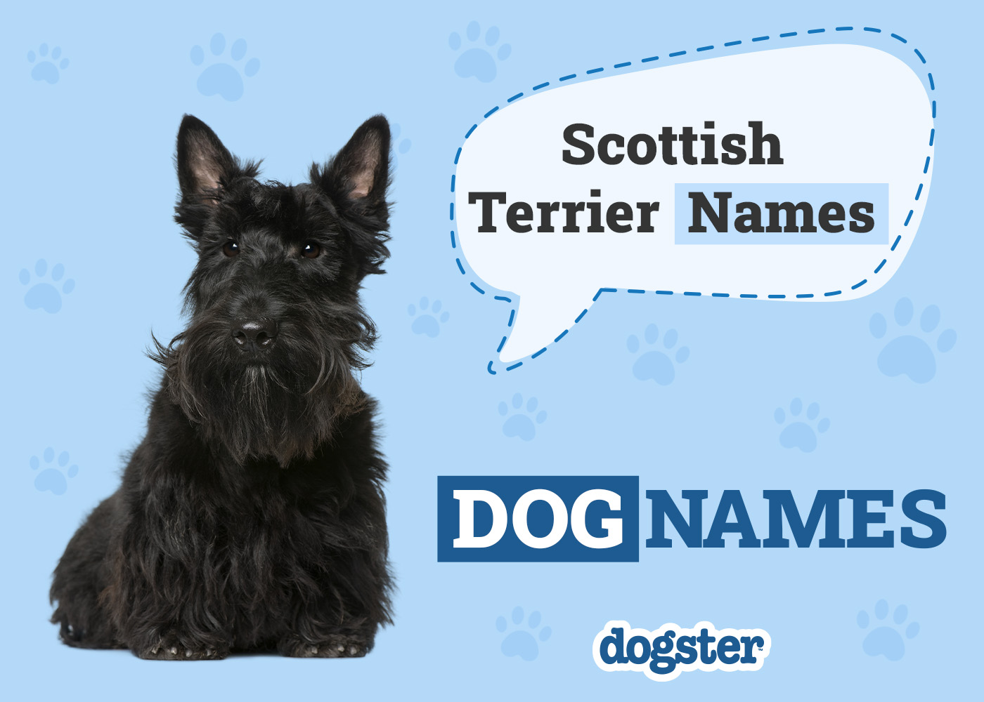 200+ Popular & Unique Scottish Terrier Names