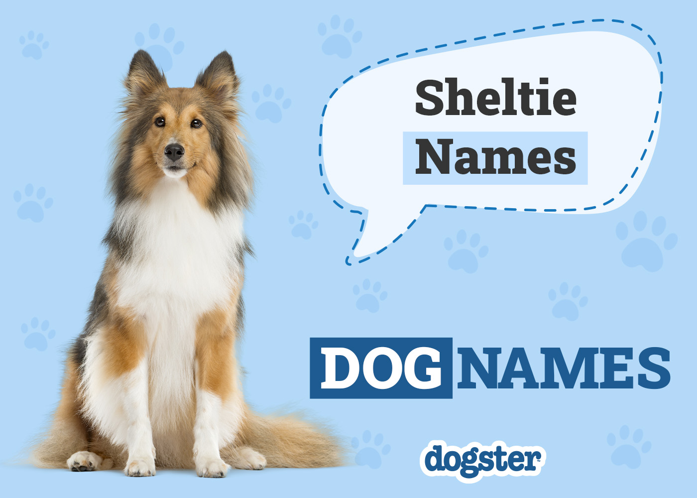 200+ Sheltie (Shetland Sheepdog) Dog Names: Popular & Unique Ideas