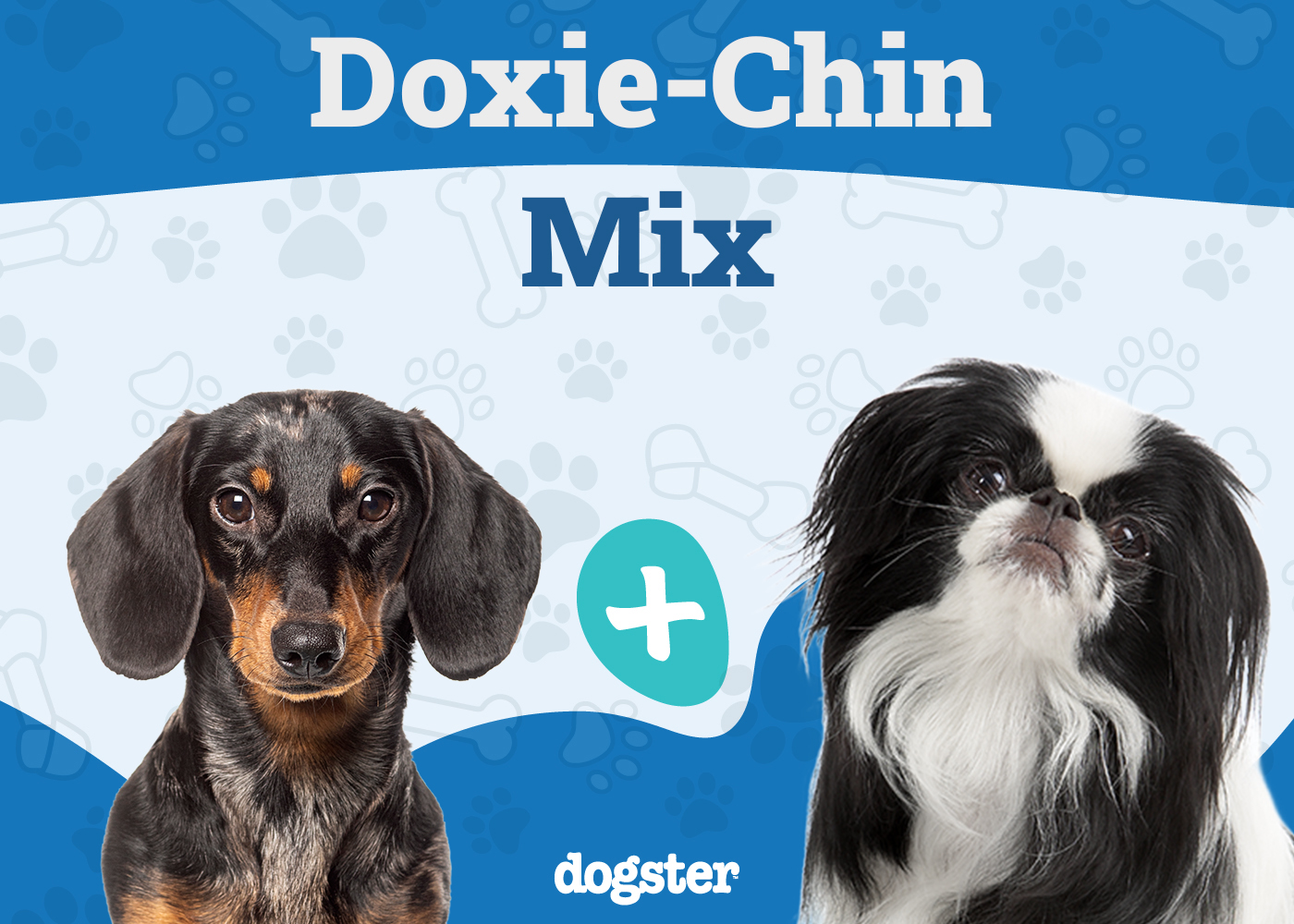 Doxie-Chin Dog Breed: Info, Pictures, Care Guide & More