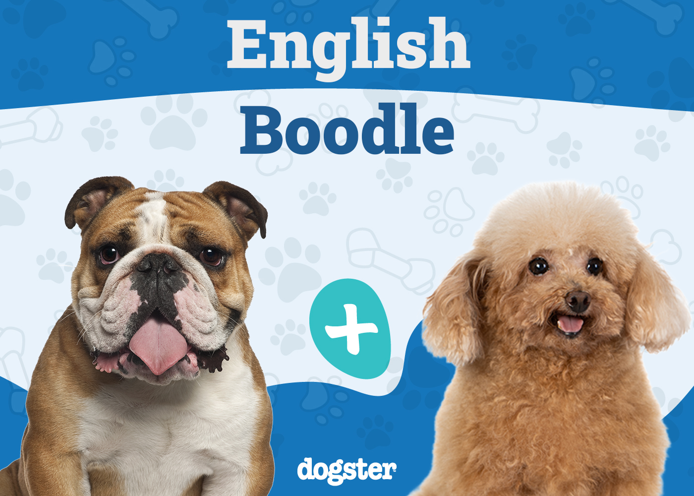 English Boodle (English Bulldog & Poodle Mix): Info, Pictures, Care & More