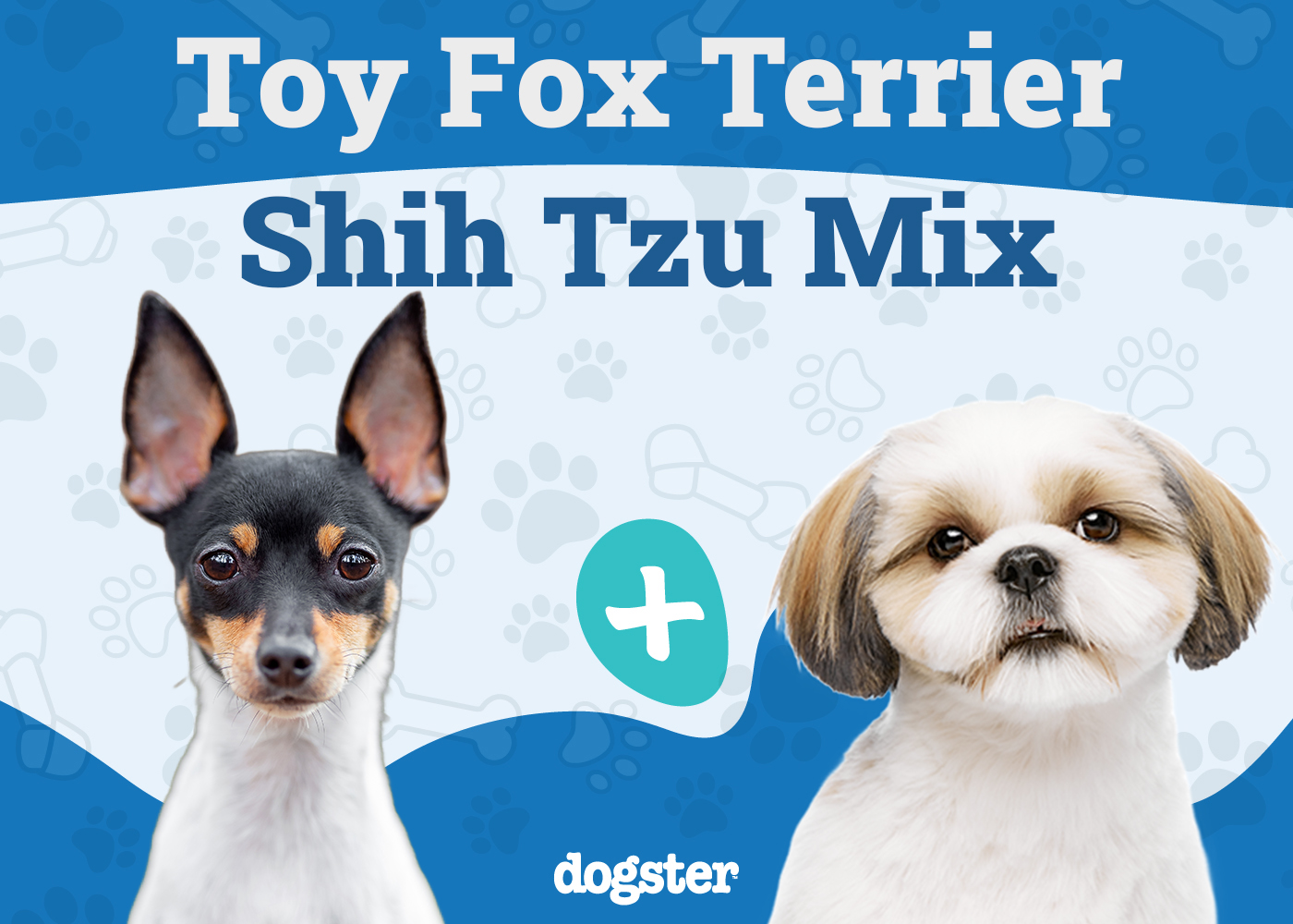 Fo Tzu (Toy Fox Terrier & Shih Tzu Mix): Info, Pictures, Care & More