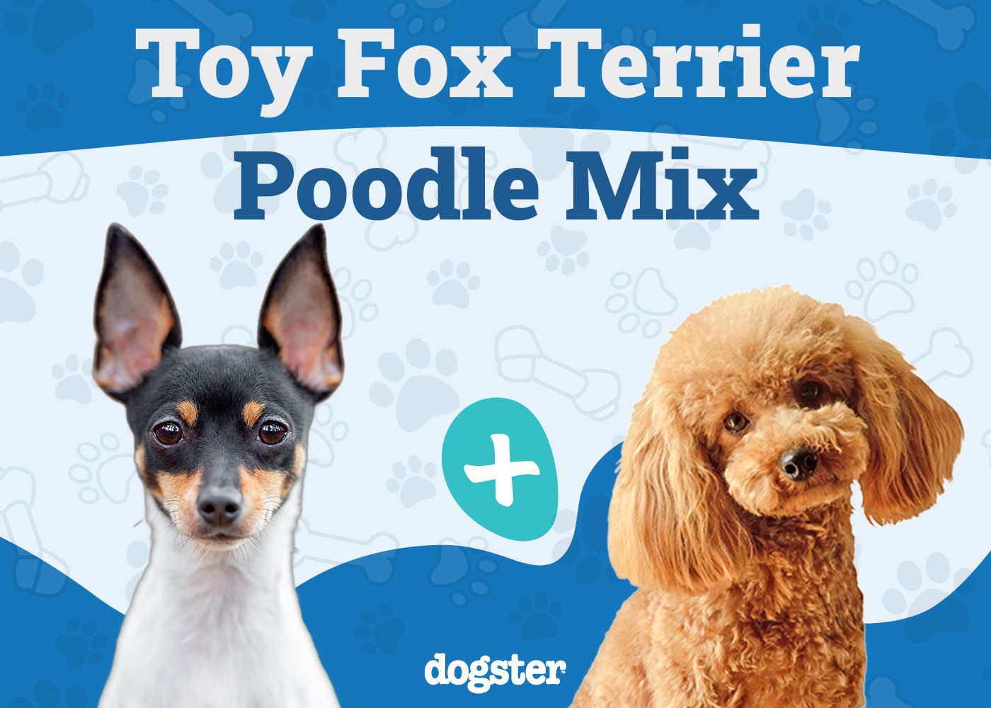 Foodle Dog Breed (Poodle & Toy Fox Terrier Mix): Info, Pictures, Care & More