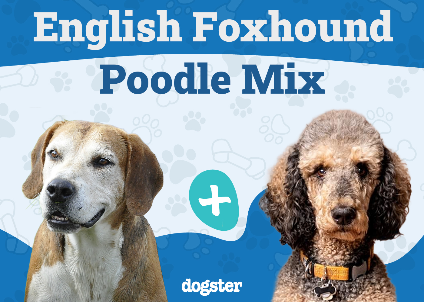 Foxhoodle (English Foxhound & Poodle Mix): Info, Pictures & Care