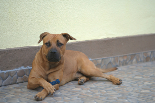 Pitbull German Shepherd Mix: Info, Pictures, Care & Traits