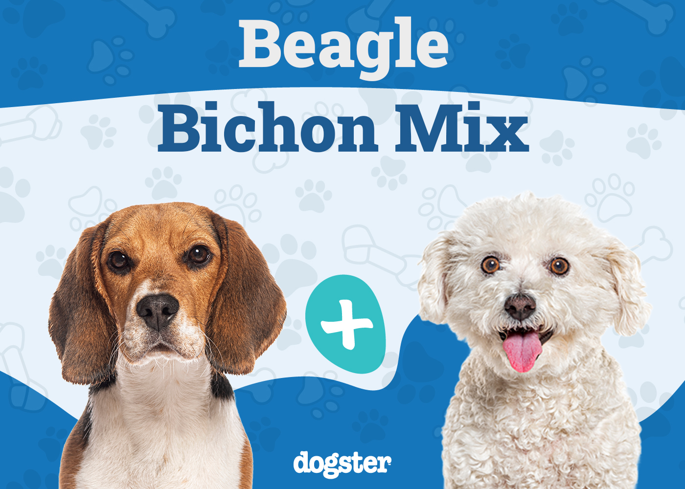 Glechon - Beagle Bichon Mix