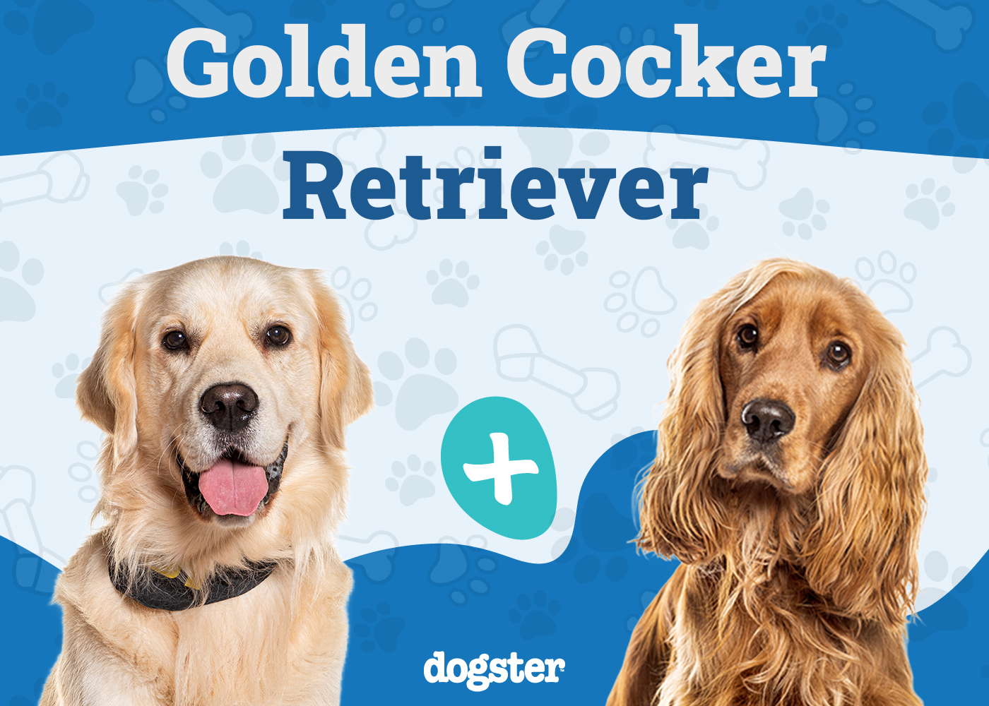 Golden Cocker Retriever Dog Breed: Info, Pictures, Care & Traits