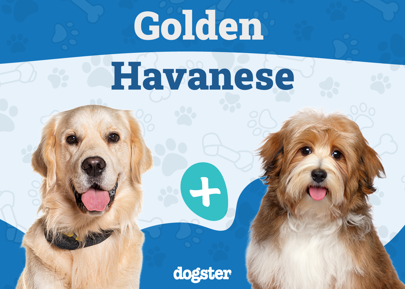 Golden Havanese (Havanese & Golden Retriever Mix): Info, Pictures, Care & More