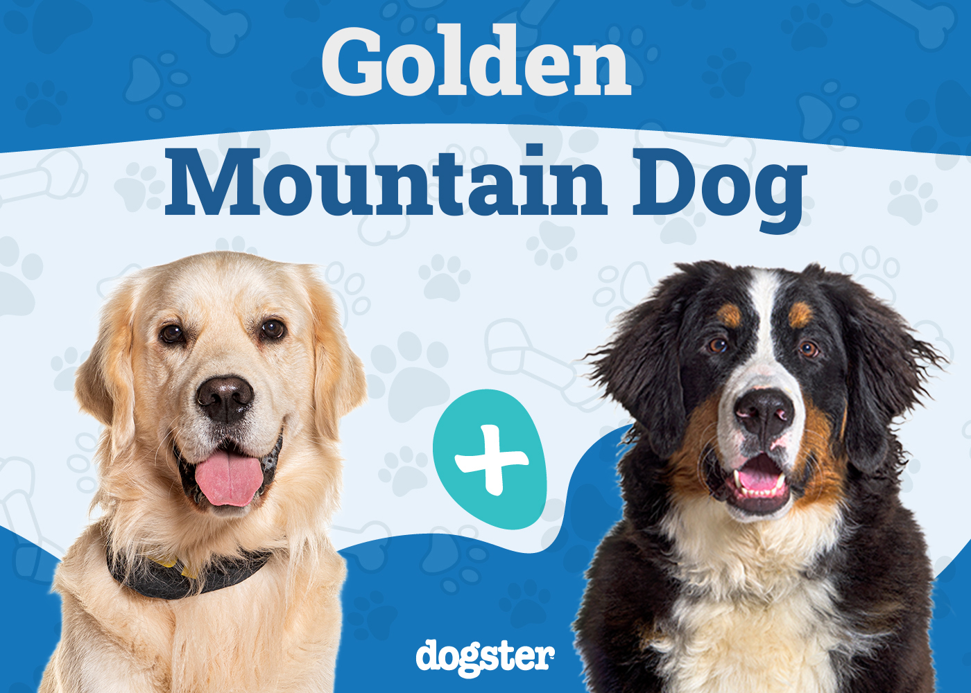 Golden Mountain Dog Breed: Info, Pictures, Care & More