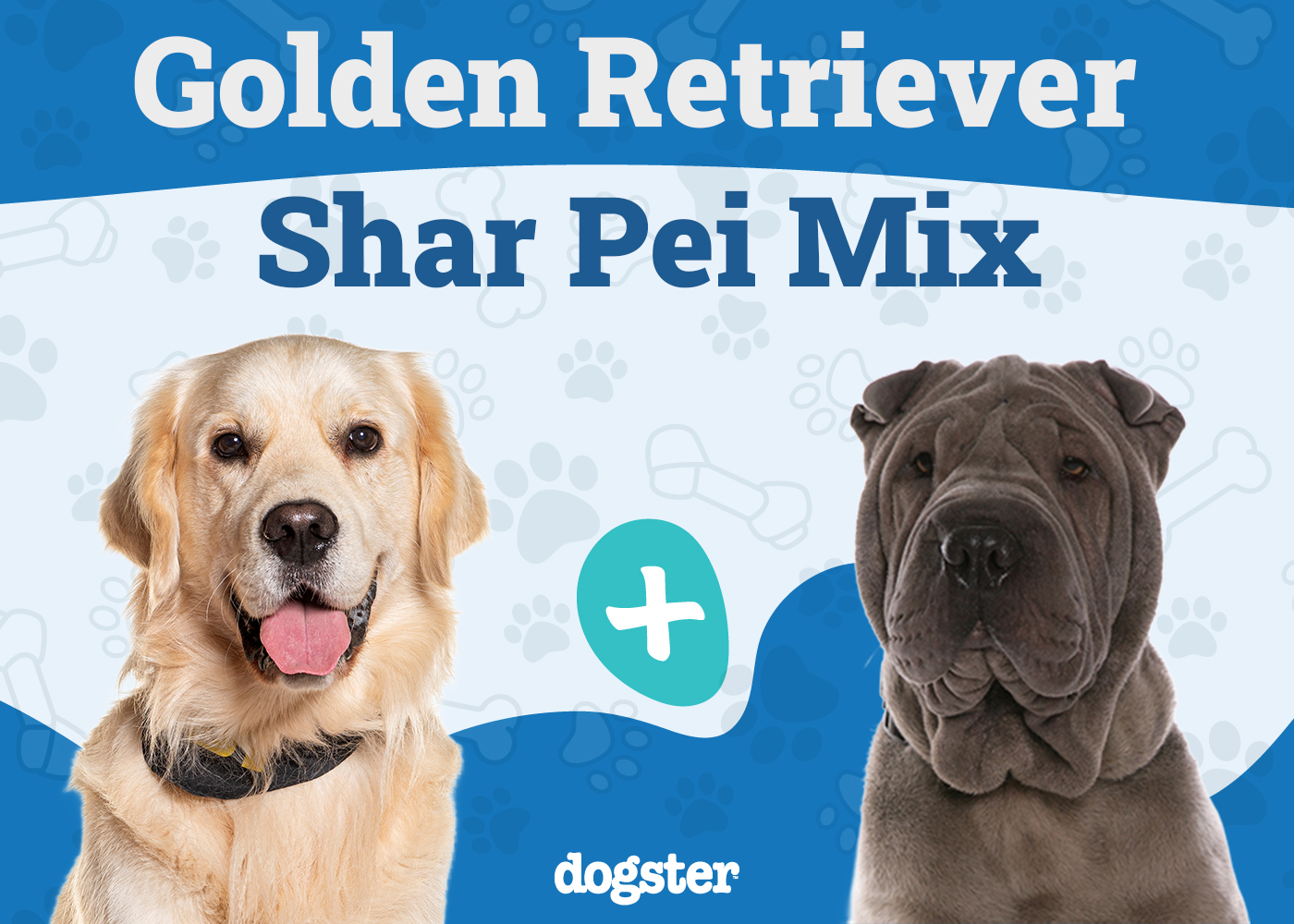 Golden Pei (Golden Retriever & Shar Pei Mix): Info, Pictures, Care & More