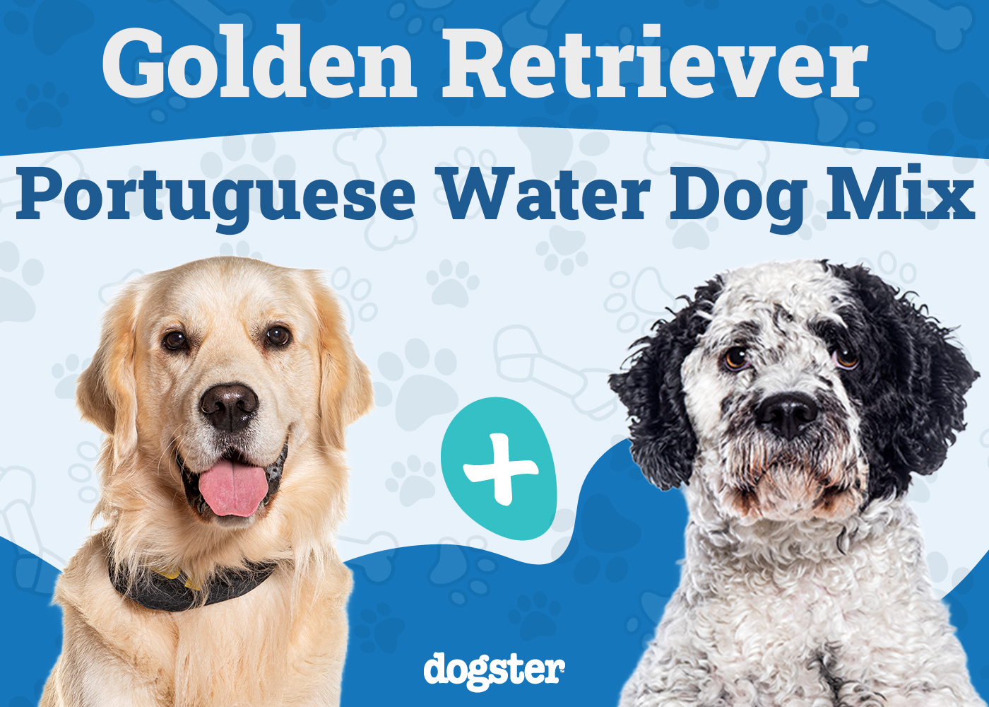 Golden Retriever Portuguese Water Dog Mix: Info, Pictures, Care & More