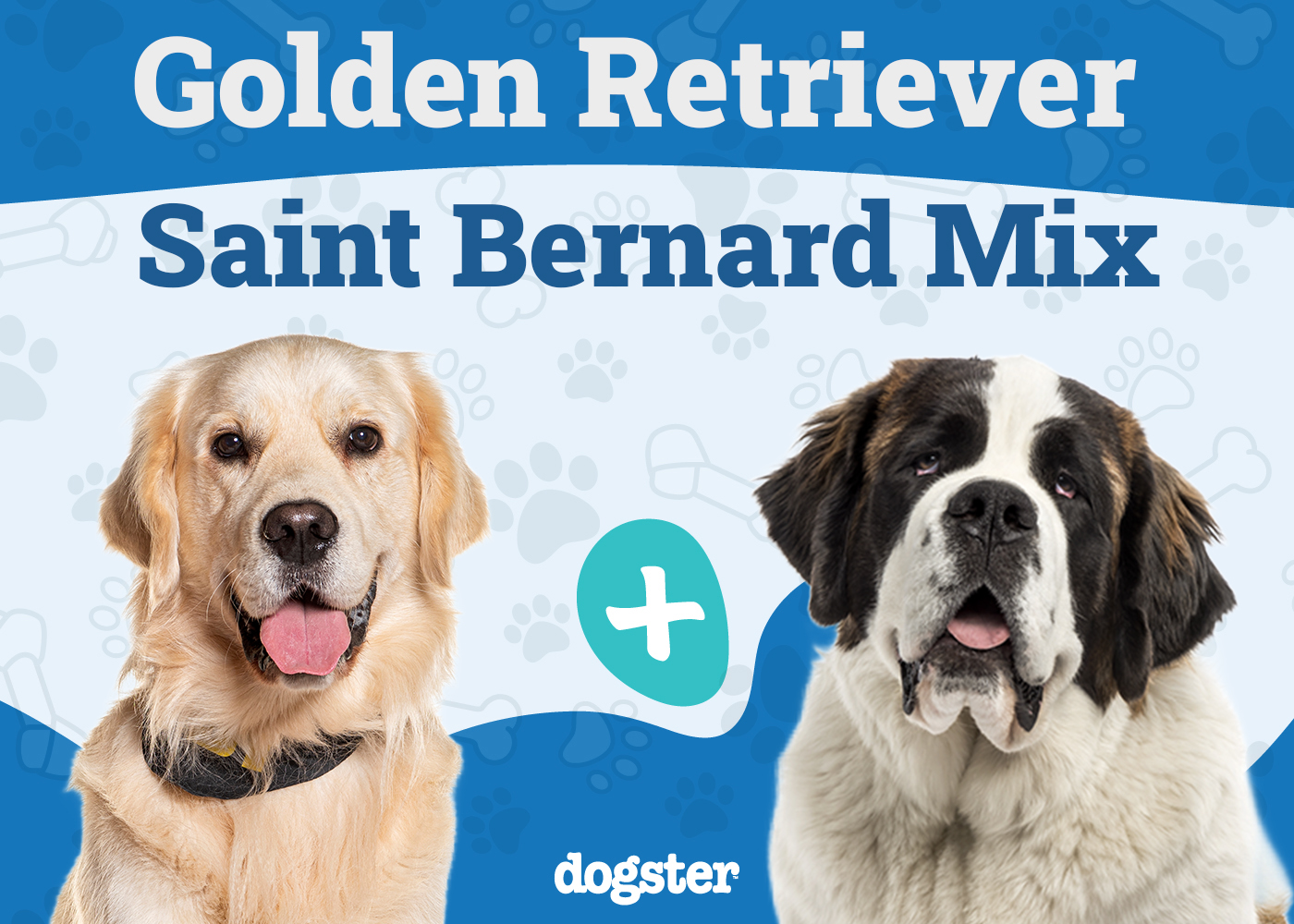 Golden Saint Dog Breed: Info, Pictures, Care & More