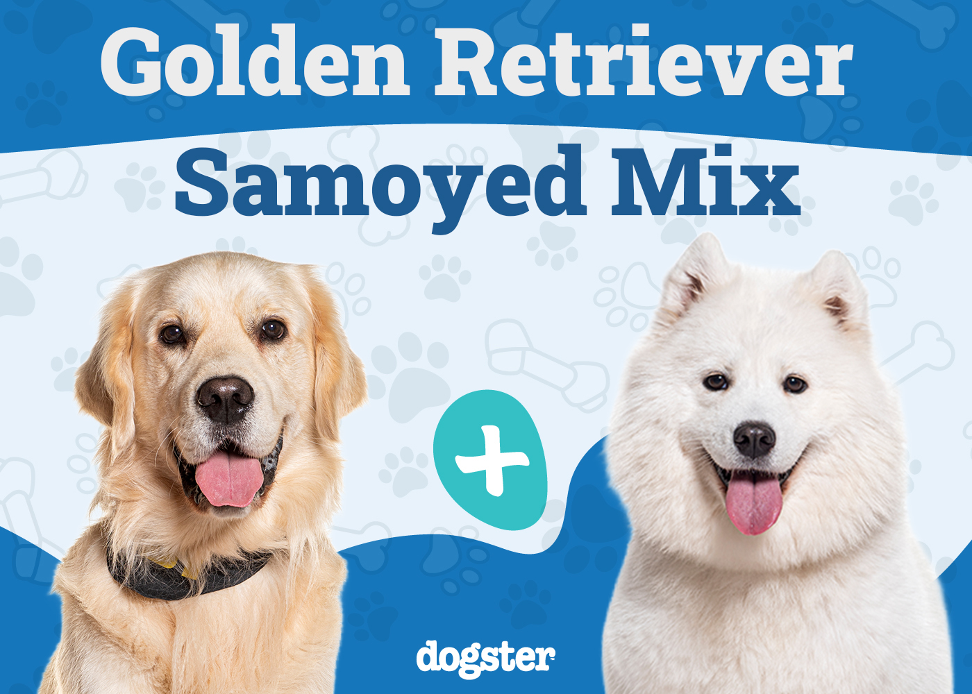 Golden Sammy (Samoyed Golden Retriever Mix): Info, Pictures, Care & More