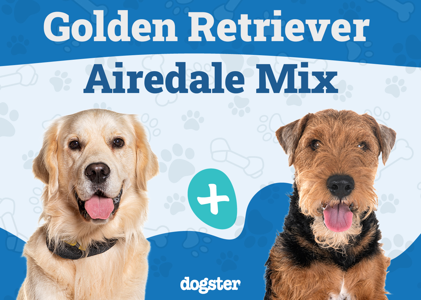 Goldendale (Airedale & Golden Retriever Mix): Info, Pictures, Care & More