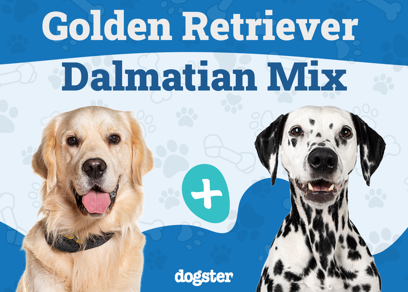 Goldmatian (Dalmatian & Golden Retriever Mix): Info, Pictures, Care & More