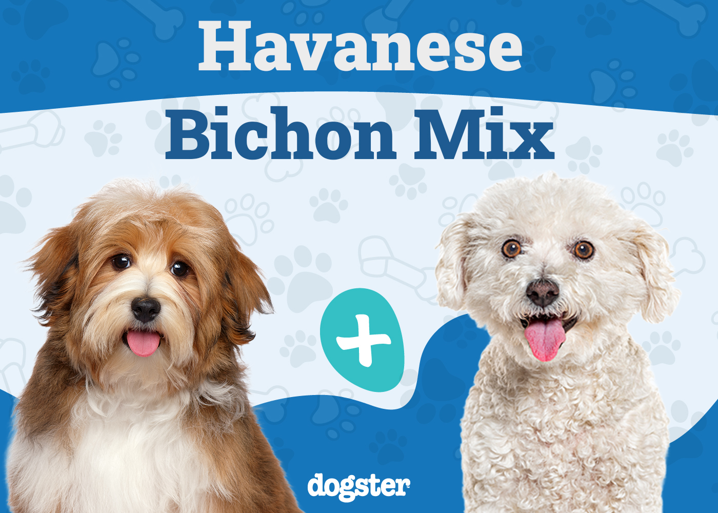 Havachon (Bichon Frise & Havanese Mix): Info, Pictures, Care & More