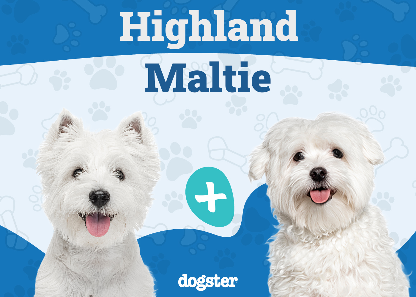 Highland Maltie (Westie & Maltese Mix): Info, Pictures, Care & More