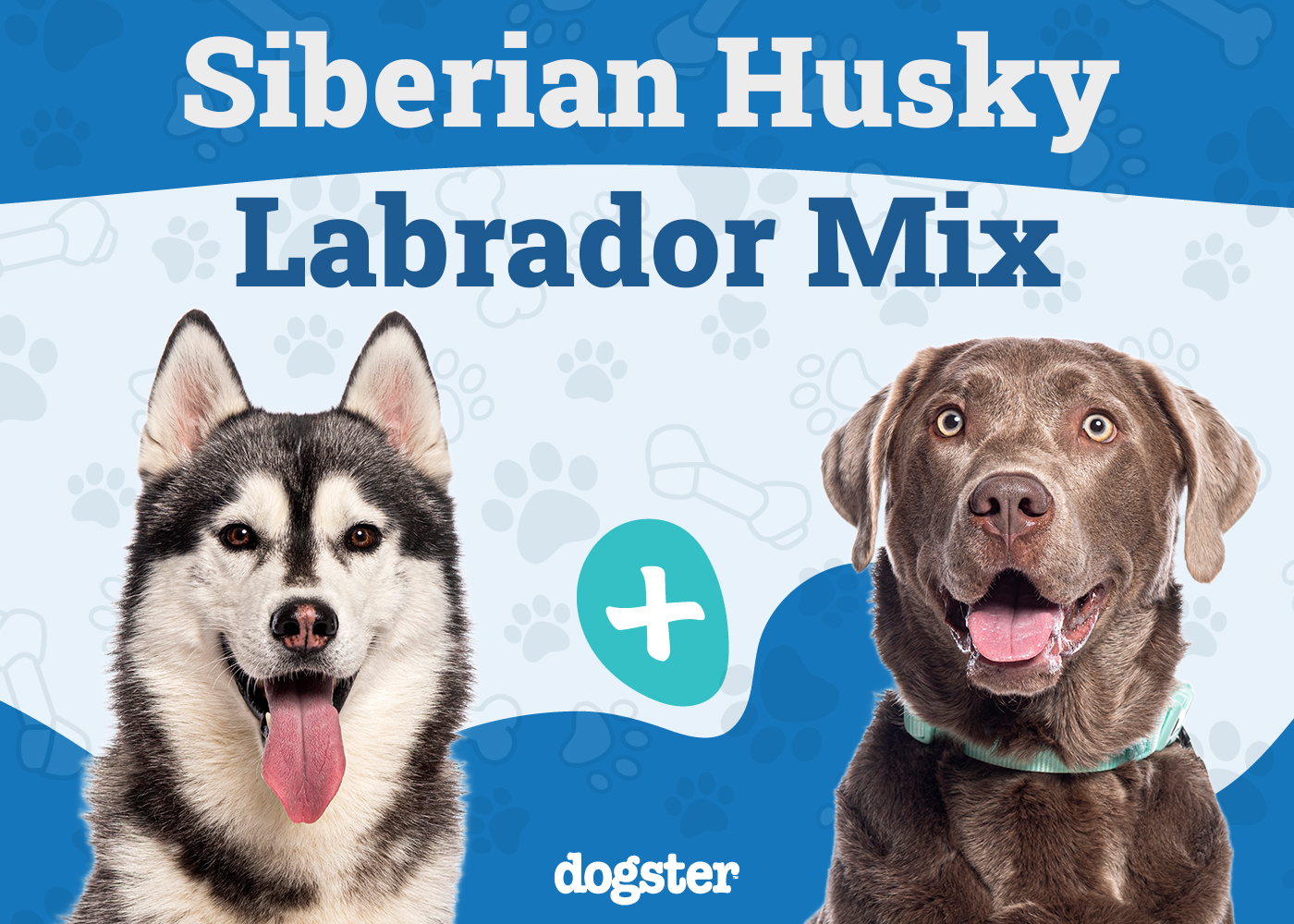 Lab Husky Mix Dog Breed Guide: Info, Pictures, Care & More