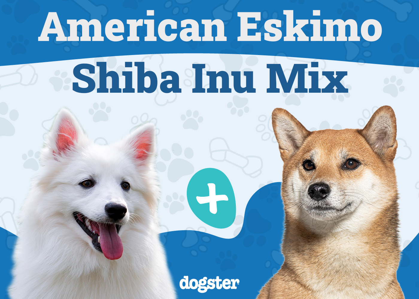 Imo-Inu (American Eskimo and Shiba Inu Mix): Info, Pictures, Care & More