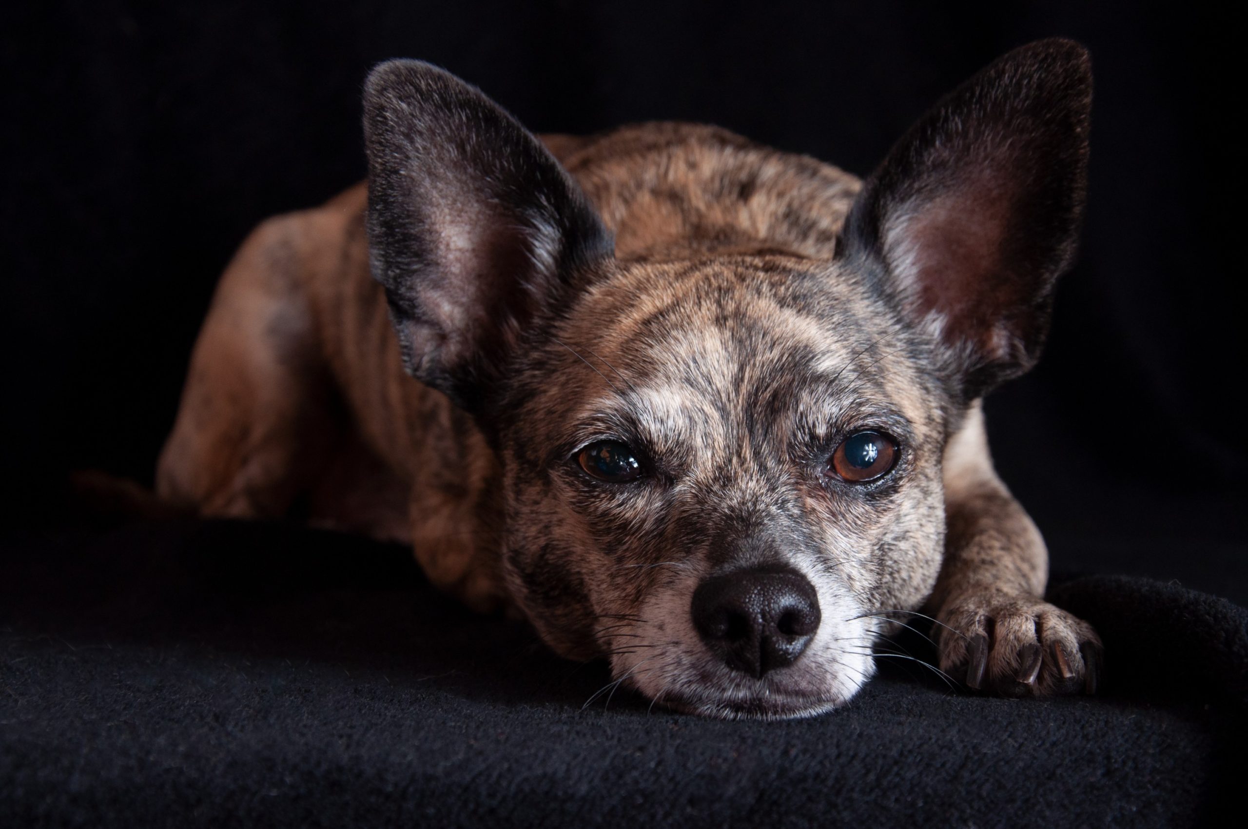 Italian Greyhuahua Mixed Dog Breed: Info, Pictures, Care & More