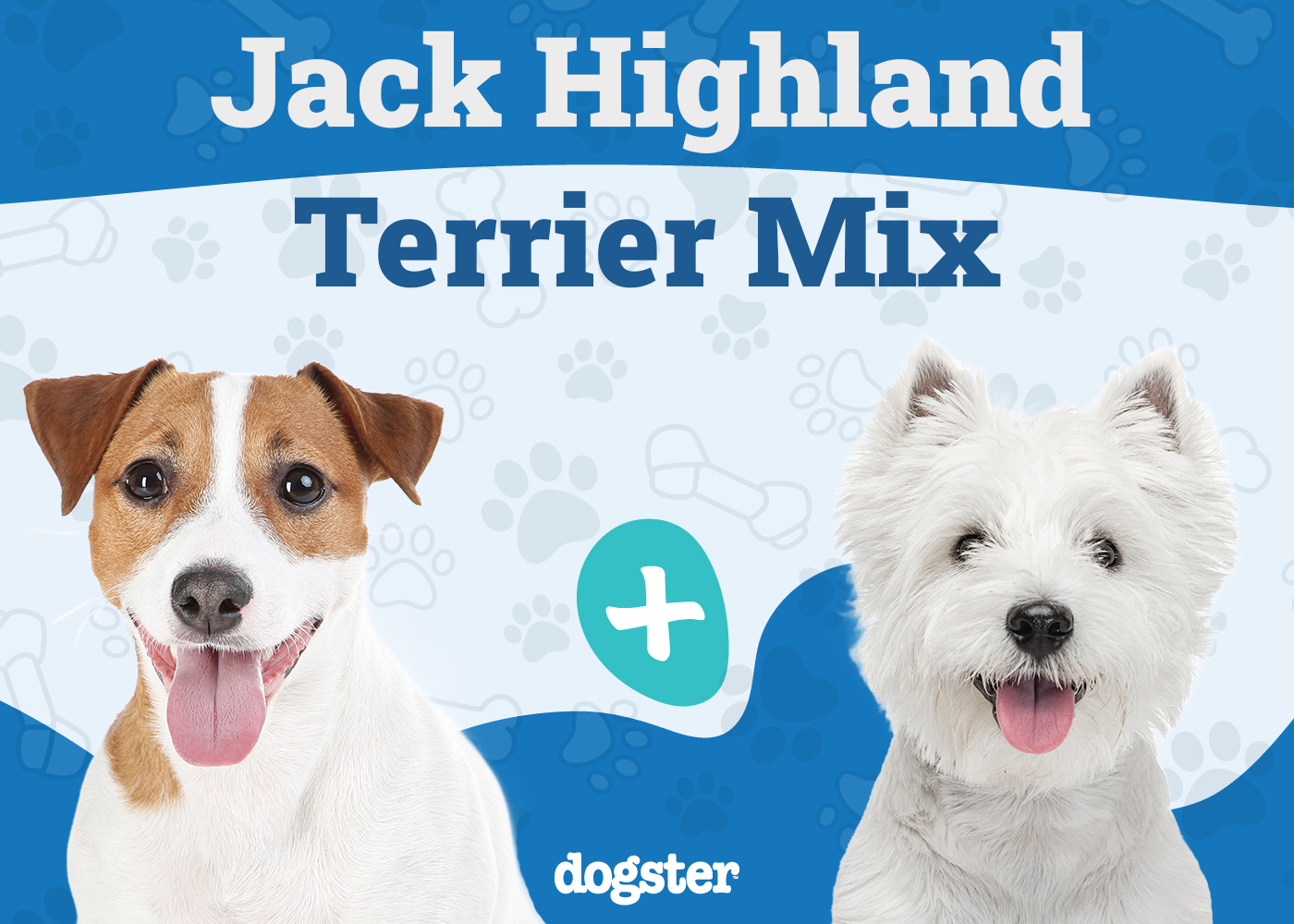 Jack Highland Terrier Mixed Dog Breed: Info, Pictures, Care & Traits