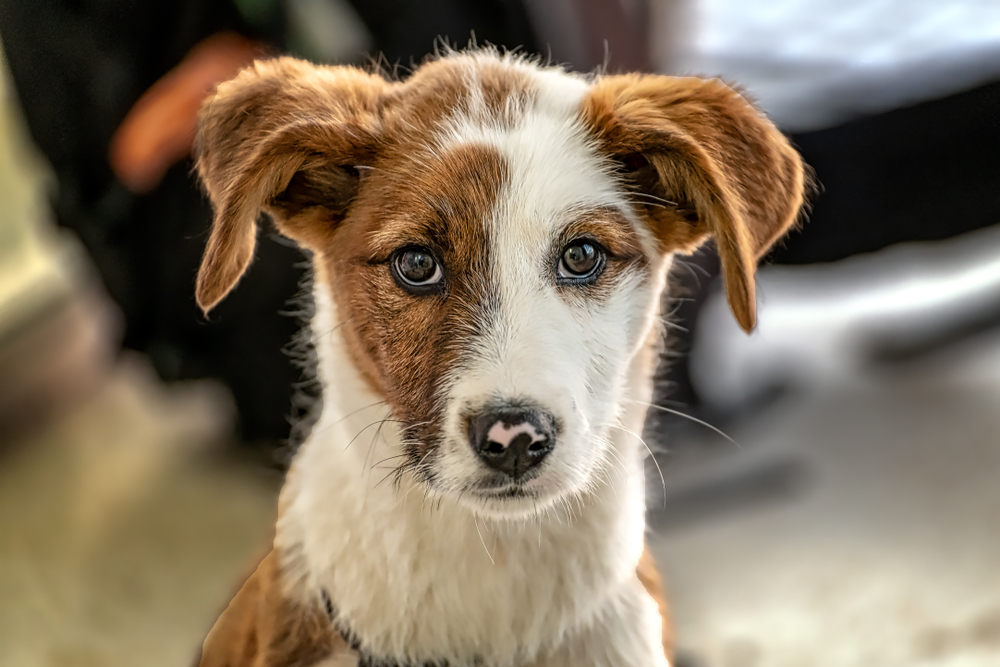 My Puppy Is Wobbly & Off Balance, Should I Be Worried? Our Vet Explains