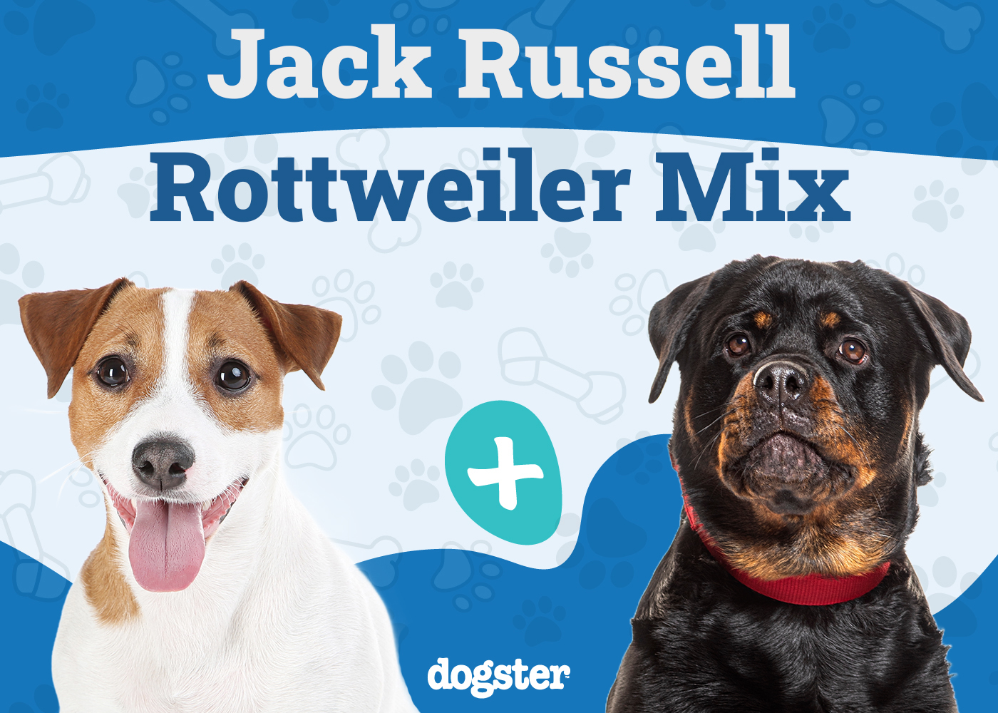 Jackweiler Dog Breed: Info, Pictures, Temperament & Traits