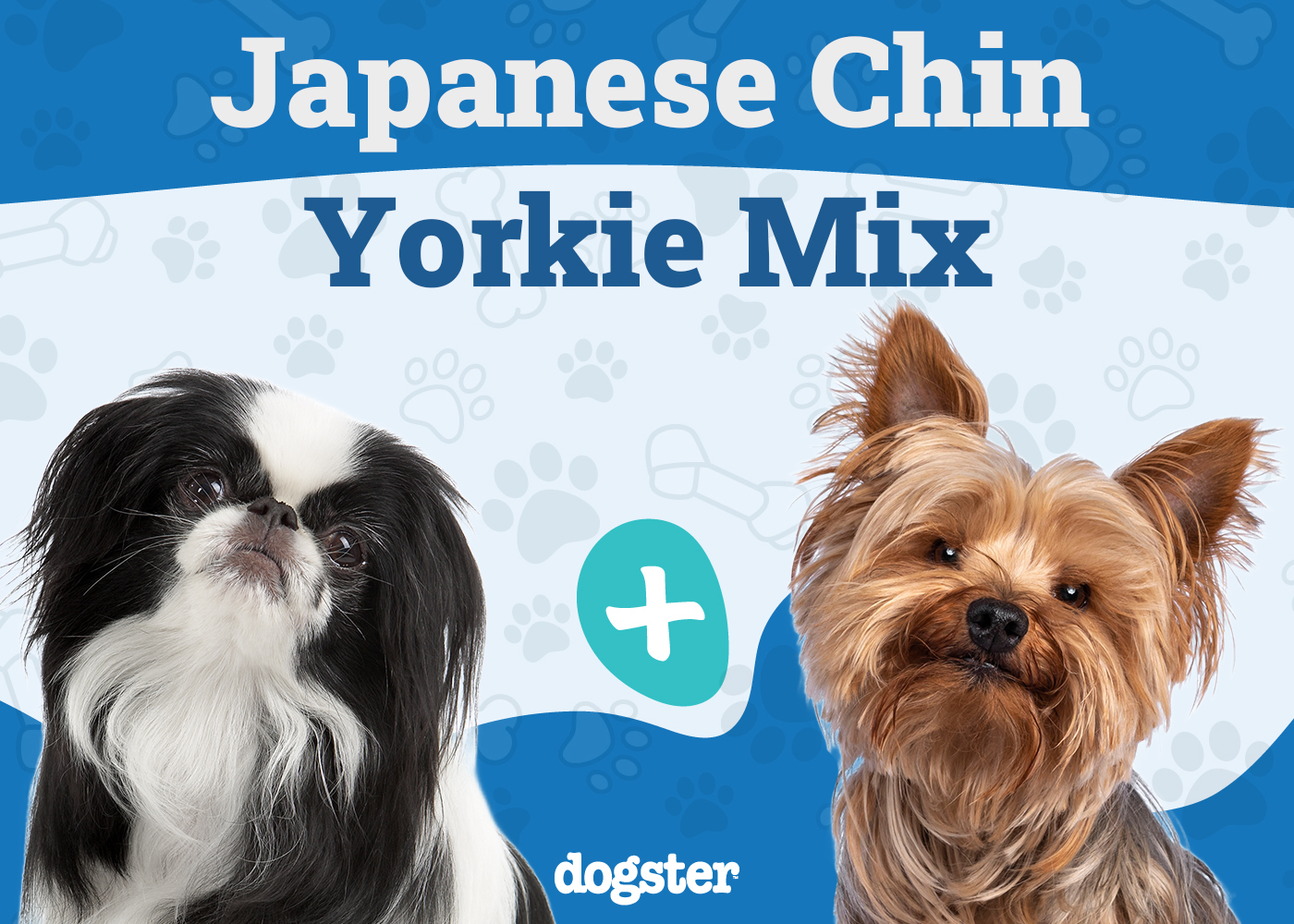 Jarkie (Japanese Chin & Yorkie) Dog Breed: Info, Pictures, Care & More