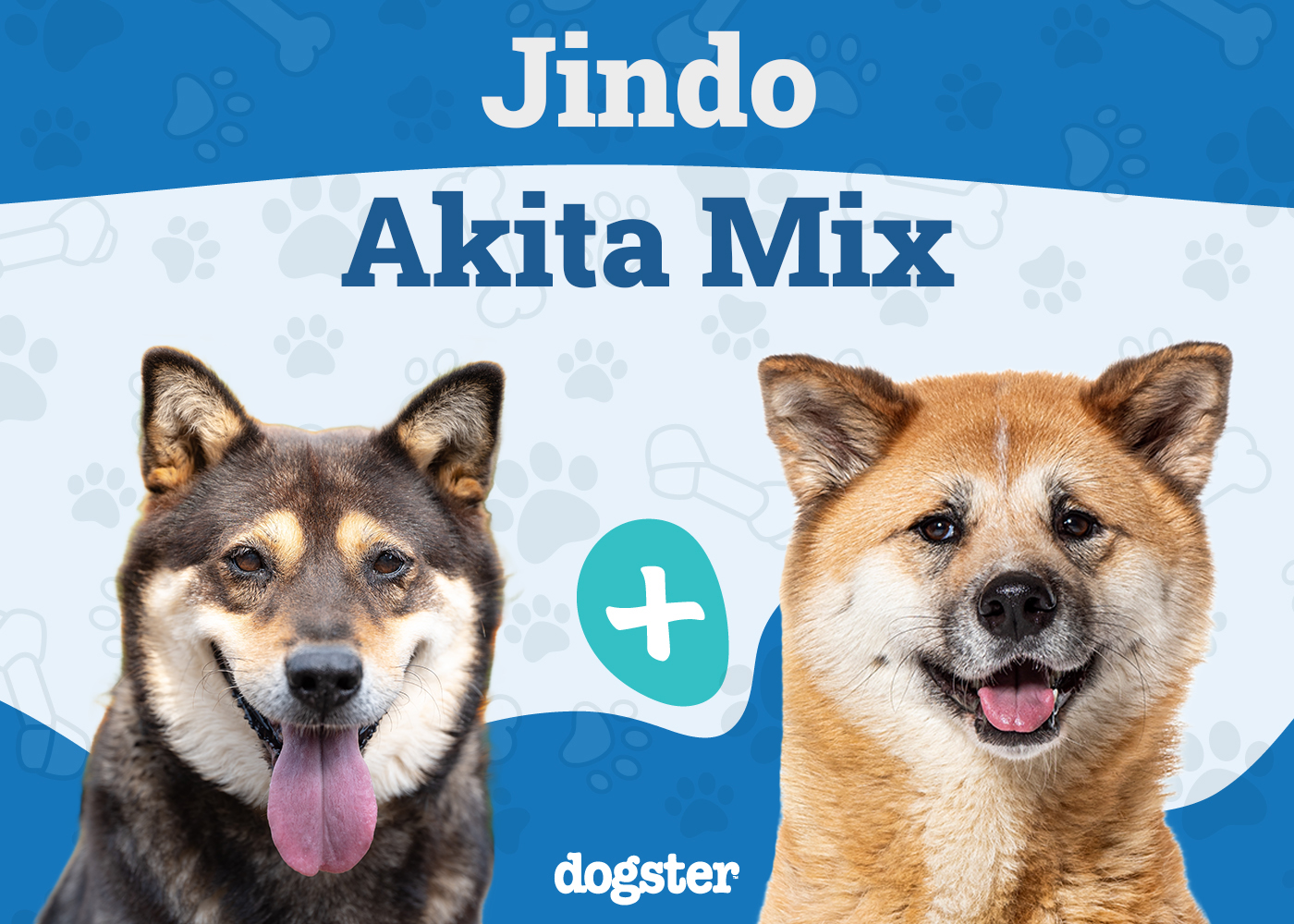 Jindo Akita Mix: Info, Pictures, Care & More