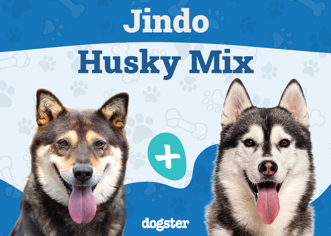 Jindo Husky Mixed Breed: Info, Pictures, Care & More