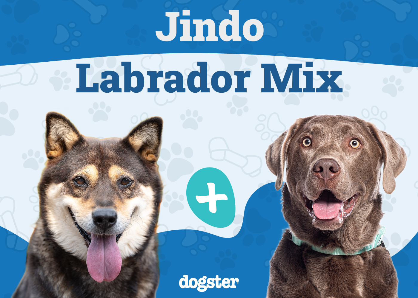 Jindo Lab Mixed Dog Breed: Info, Pictures, Care & More