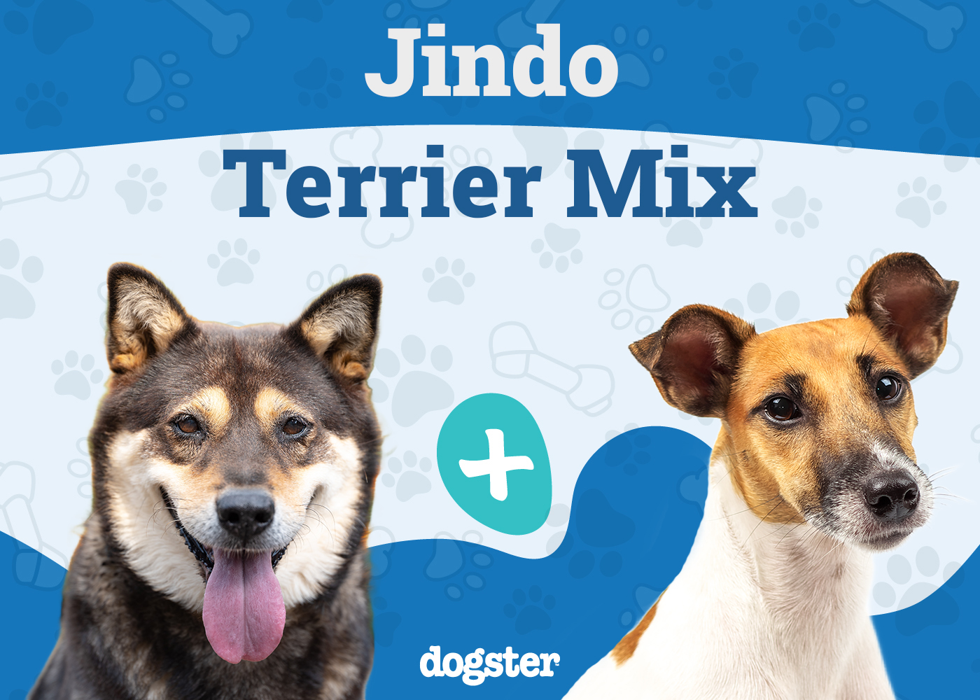 Jindo Terrier Mixed Dog Breed: Info, Pictures, Care & More