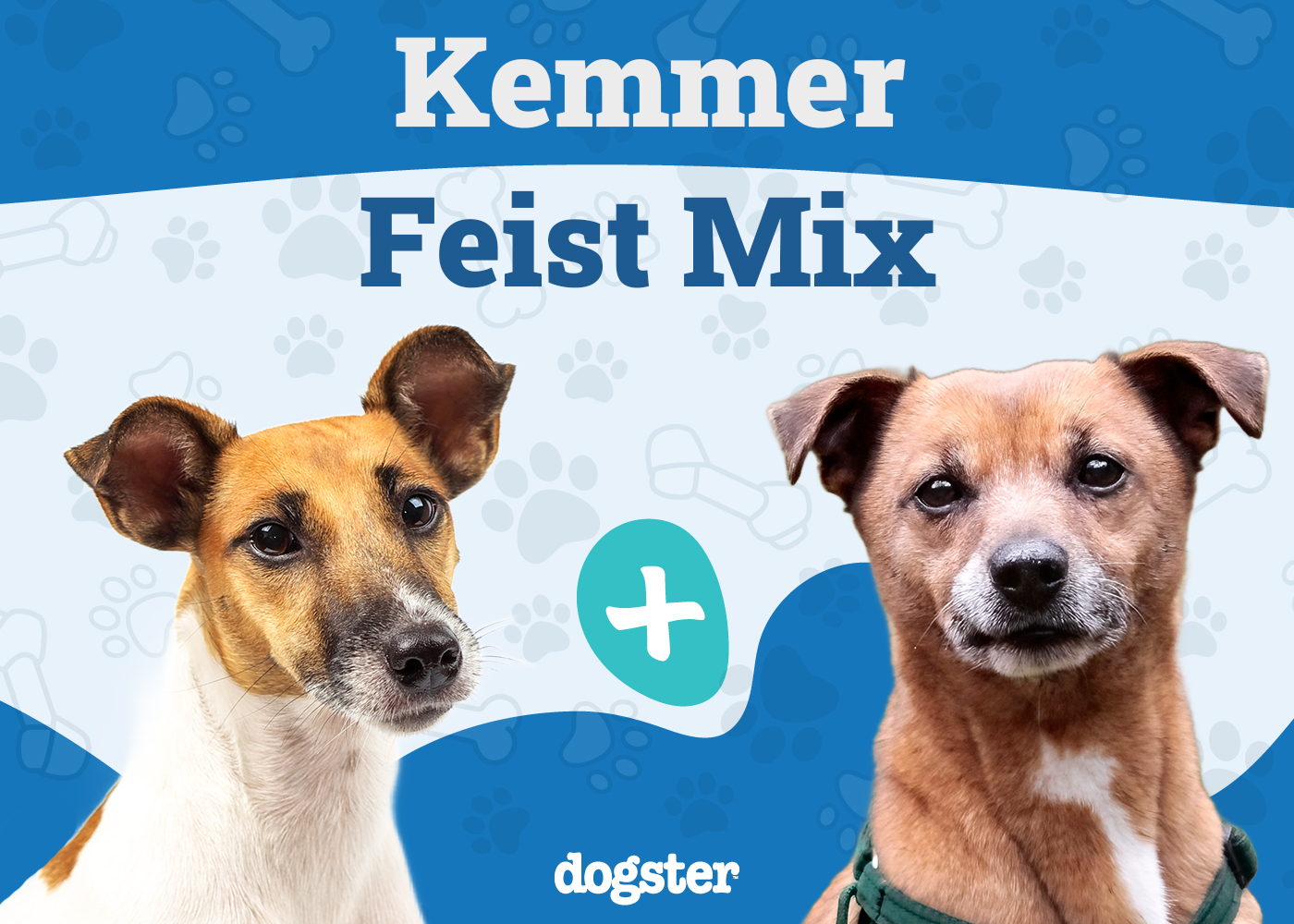 Kemmer Feist Dog Breed Guide: Info, Pictures, Care & More