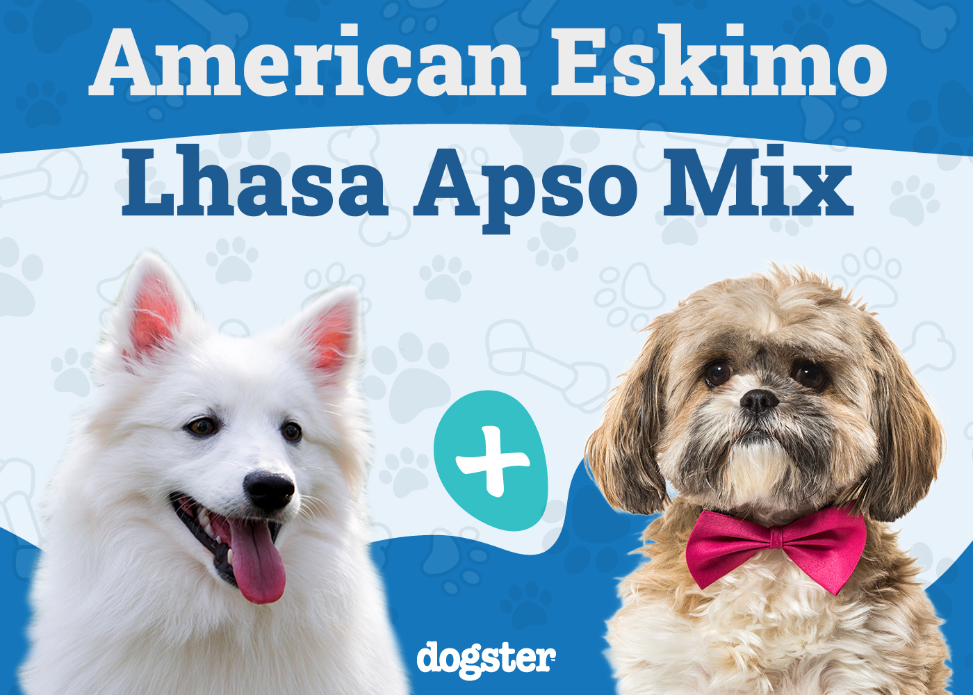 Kimola (American Eskimo Dog & Lhasa Apso Mix): Info, Pictures, Care & More