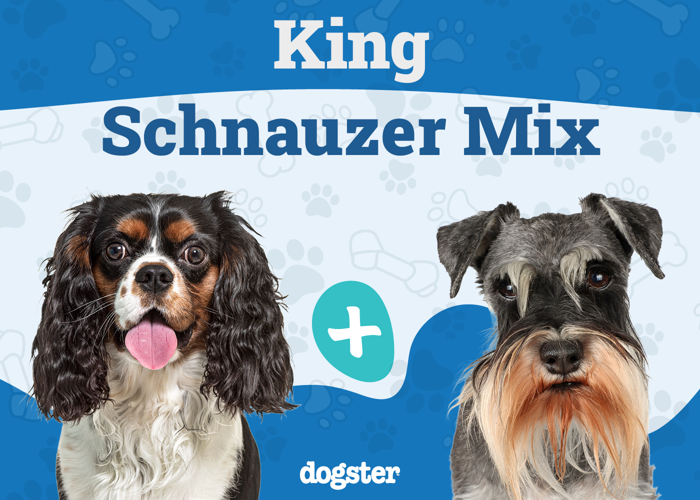 King Schnauzer Dog Breed: Info, Pictures, Traits & Care