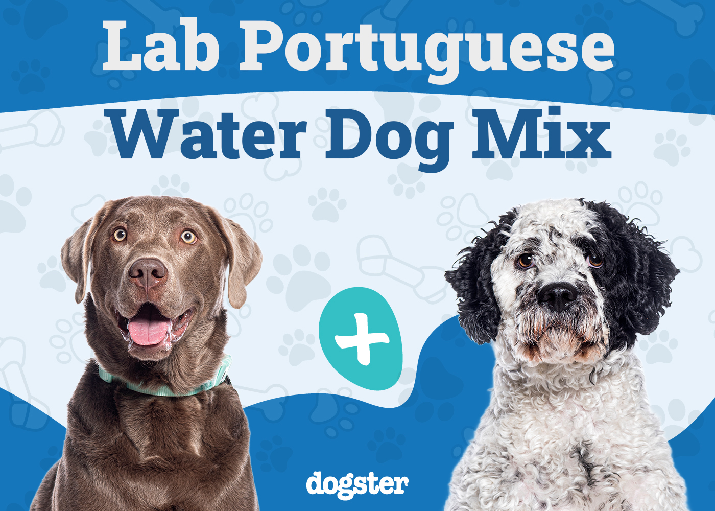 Lab Portuguese Water Dog Mix: Info, Pictures, Care & More