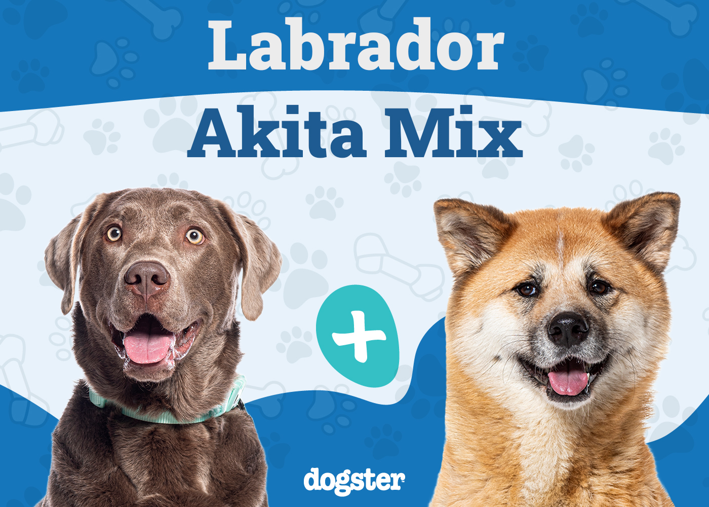 Labrakita (Akita Lab Mix): Info, Pictures, Care Guide & More