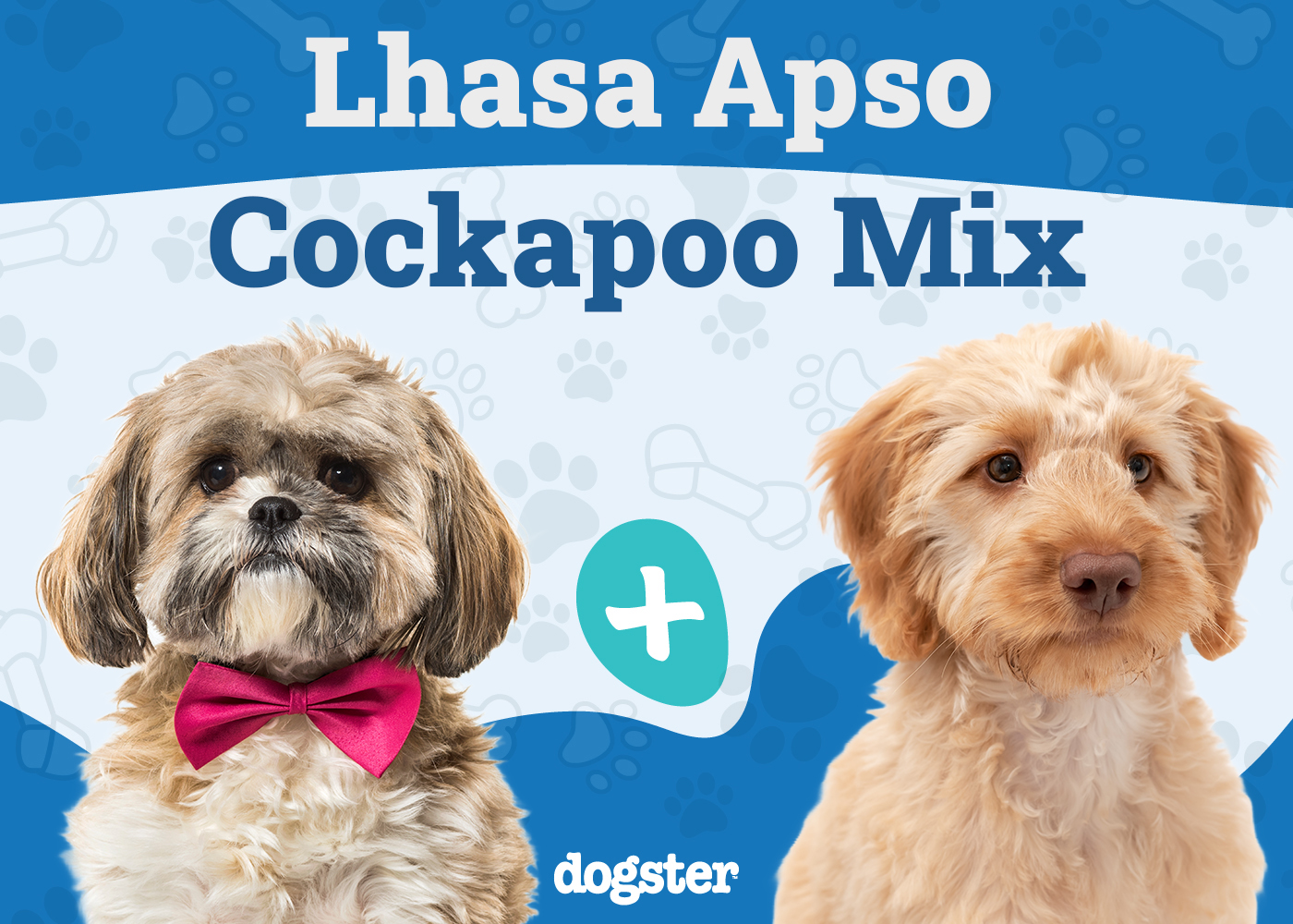 Lacasapoo (Lhasa Apso & Cockapoo Mix): Info, Pictures, Care & More