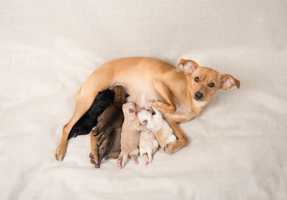 What to Feed a Nursing Dog to Increase Milk Production: Vet-Explained Nutrition
