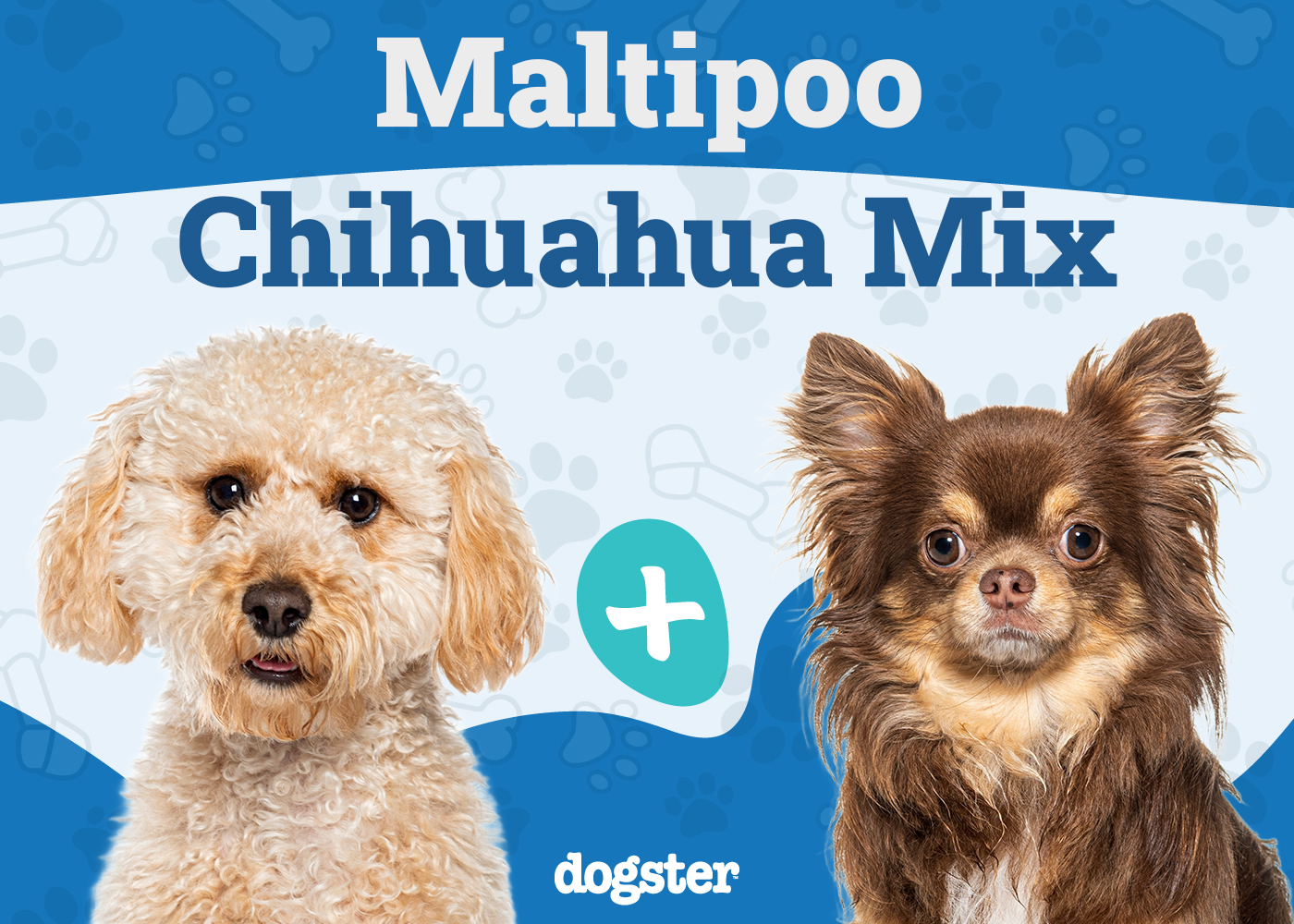 Maltipoo Chihuahua Mixed Dog Breed: Info, Pictures, Care Guide & More